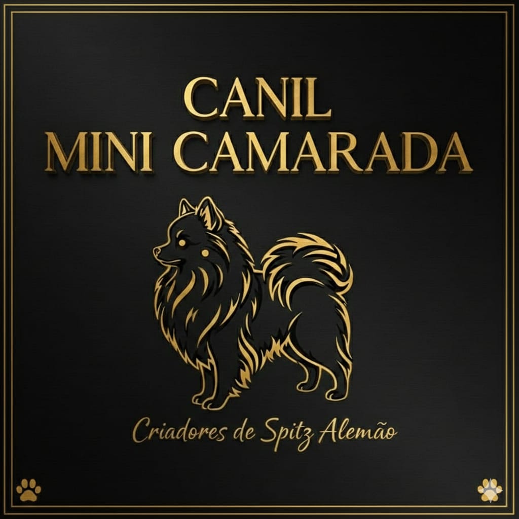 Canil Mini Camarada - Spitz Alemão Anão
